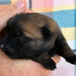 Belgian Malinois Puppies from Andrea Gumrich's Belgian Malinois