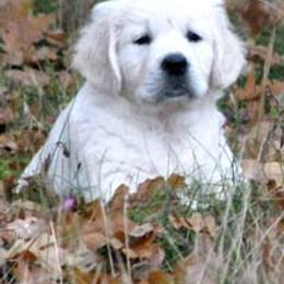 Golden Retriever Puppies from GoldWynns English Cream Golden Retrievers