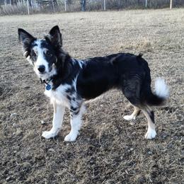 Border Collies from Alaska Border Collies
