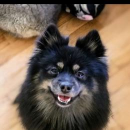Jax - Pomsky