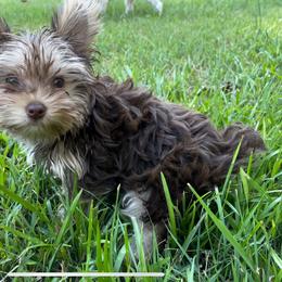 Yorkshire Terrier Puppies from Heart of Georgia Yorkies