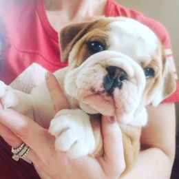 English Bulldog Puppies from LydyBug Bulldogs