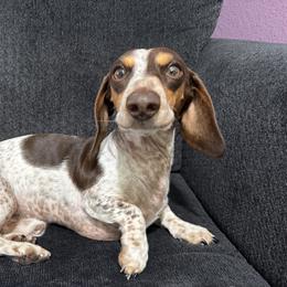 Spurgeon - Dachshund