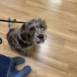 Bordoodle and Labradoodle Puppies from Howdy Doodles