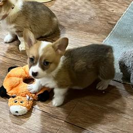 Peanut - AKC - Red male Pembroke Welsh Corgi puppy in Millsap, Texas from BJ's Blessings