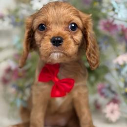 Sushi - Ruby female Cavalier King Charles Spaniel puppy in Yuciapa, California from AlltheDoodlez_