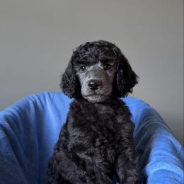 Boy 1 - Silver male Poodle puppy in State College, Pennsylvania from Brookside Standard Poodles