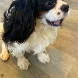 Jessie - Cavalier King Charles Spaniel