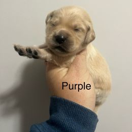Purple female - Golden female Golden Retriever puppy in Jesup, Georgia from Painted Platinum Retrievers (Painted Platinum Kennel) PPK
