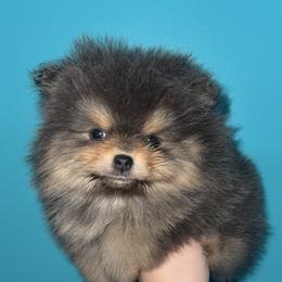 Bluey - Blue and tan female Pomeranian puppy in Perry County, Ohio from Speechless Pom’s