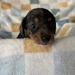 Punch - Dapple male Dachshund puppy in Henrico, Virginia from All About Pets