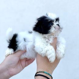 Boy 1 - Chocolate male Shih Tzu puppy in Seguin, Texas from Dolled Up Shih Tzus