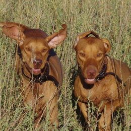 Vizslas from Tappancs Vizslas