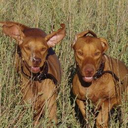 Vizslas from Tappancs Vizslas