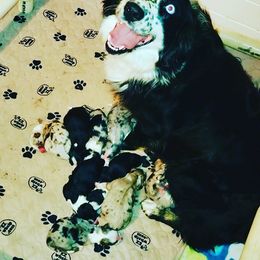 Australian Shepherd Puppies from Arrow Stone Aussies