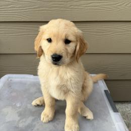 Bagel - Light golden female Golden Retriever puppy in Stockton, California from Golden Weenie Club