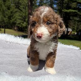 Oakley Orange collar - Brown merle male Aussiedoodle puppy in Clarkston, Washington from Doodle & Poodle Palace