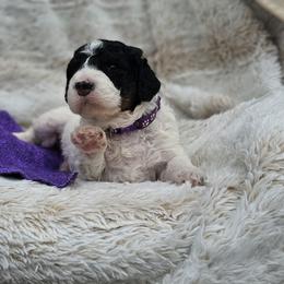 Purple Collar Rouge - Black and white female Bernedoodle puppy in Bonham, Texas from Happy Valley Puppies