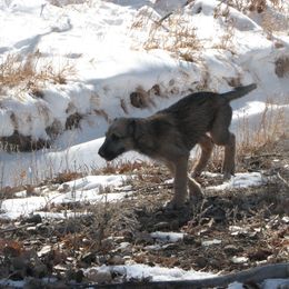 Boy Dark Blue - Red wheaten Irish Wolfhound puppy in Mitchell, Nebraska from Faolan Irish Wolf Hounds