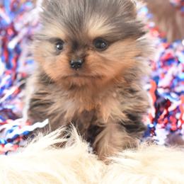 Black Merle - Blue merle female Pomeranian puppy in Westminster, Colorado from VanityPom’s