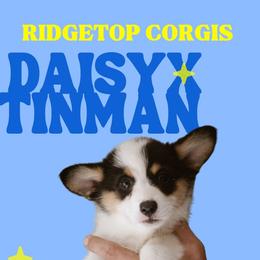 Esther - Black and tan female Pembroke Welsh Corgi puppy in South Otselic, New York from Ridge Top Corgis