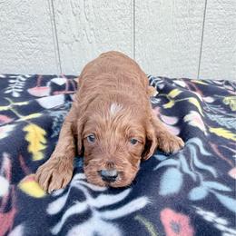 Girl 4 - Red female Irish Doodle puppy in Bloomfield, Iowa from Schooley Doodles