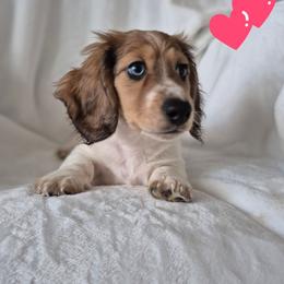 Angus AKC Clear Cream Piebald - Cream male Dachshund puppy in Los Angeles, California from Sterling Dachshunds