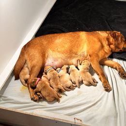 Boy 1 - Labrador Retriever puppy in Charleston, Maine from Puddledock Pups