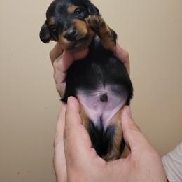 Chips Ahoy (chiweenie) - Black and tan male Dachshund puppy in Pinson, Alabama from Sweet Honey Bunn Hounds
