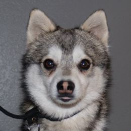 Mecury - Alaskan Klee Kai