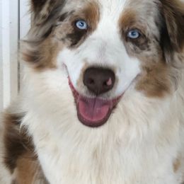 Annie - Red merle female Australian Shepherd puppy in Loganville, Georgia from Howell Aussies