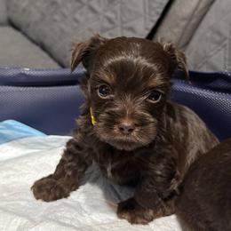 Woody -YW collar - Liver male Yorkshire Terrier puppy in Dallas, Texas from JBzPawz