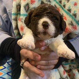 Baby Blue - Brown roan Lagotto Romagnolo puppy in Westlake, Oregon from Premier Truffles