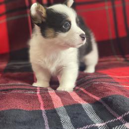Girl 1 - Black and tan female Pembroke Welsh Corgi puppy in Rosharon, Texas from Morning Glory Corgis
