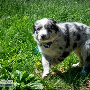 Border Collie, Golden Retriever, and Sporty Mix Puppies from Turbo Border Collies & Coltrievers