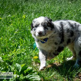 Border Collie, Golden Retriever, and Sporty Mix Puppies from Turbo Border Collies & Coltrievers