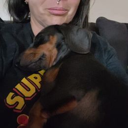 Australian Shepherd and Dachshund All Grown Up from Santina Bourland
