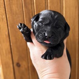 Everest - Black female Labrador Retriever puppy in Tomahawk, Wisconsin from Mahner Labs