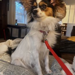 Papillon Puppies from Wendy’s Wings