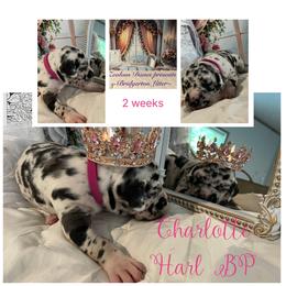 Charlotte - Harlequin female Great Dane puppy in Logan, West Virginia from Zealous Danes