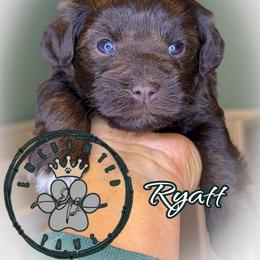 Ryatt - Liver male Miniature Schnauzer puppy in Dorr, Michigan from Enchanted Paws