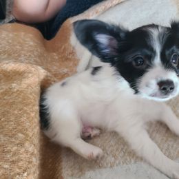 Papillon Puppies from Happy Paps