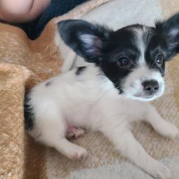 Papillon Puppies from Happy Paps