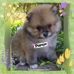 Popeye AKC - Red sable male Pomeranian puppy in Eatonville, Washington from Foxy Forest Poms