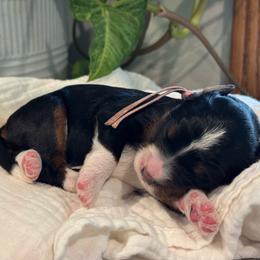 Lavender - Tri-color female Bernedoodle puppy in Hesperia, Michigan from Red Acres Poodles & Doodles