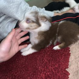 Toy Australian Shepherd Puppies from Desert Fox Aussies
