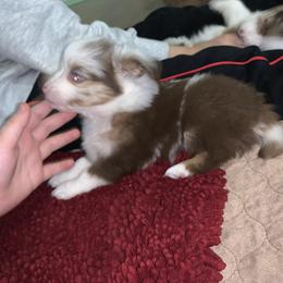 Toy Australian Shepherd Puppies from Desert Fox Aussies