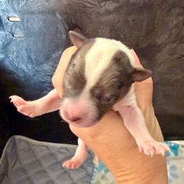4 - Blue merle female Miniature Australian Shepherd puppy in Chilton, Wisconsin from Pointless Acres