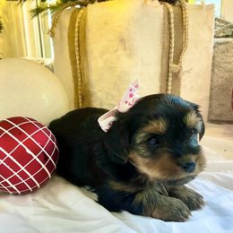 Yorkshire Terrier Puppies from Yorkie Fever