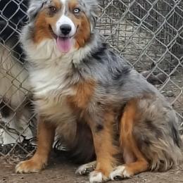 Miniature American Shepherd puppies from Amulet Charm